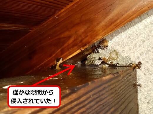 キイロスズメバチ侵入