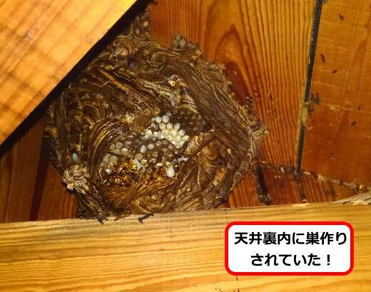 洗面所天井裏蜂の巣