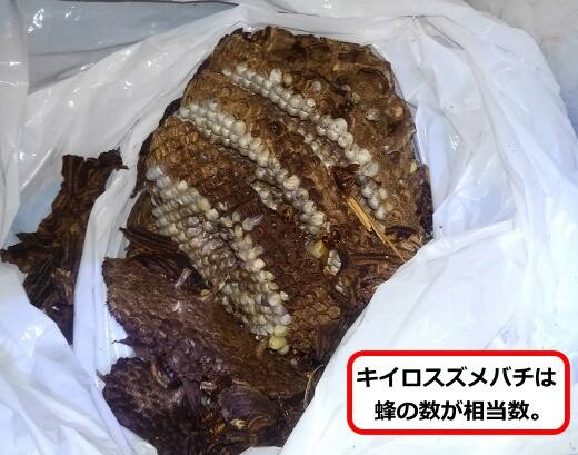天井裏スズメバチ巣