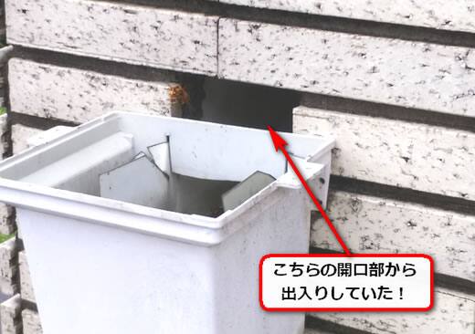 スズメバチ侵入口外壁