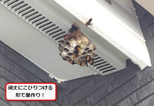 セグロアシナガバチの巣駆除
