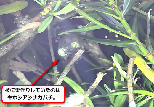 植木枝アシナガバチ巣