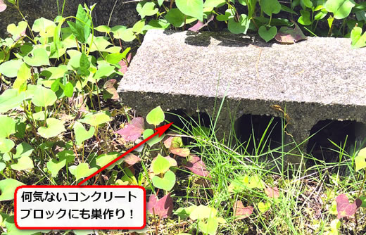 ブロック蜂の巣