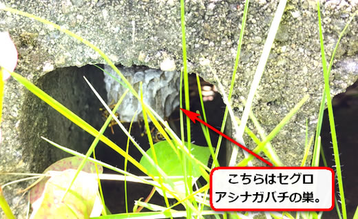 ブロックアシナガバチ巣