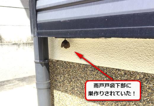 8月10日ハチ動向調査
