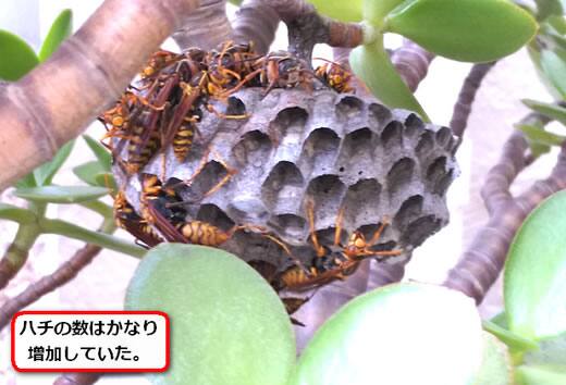 アシナガバチ植木鉢