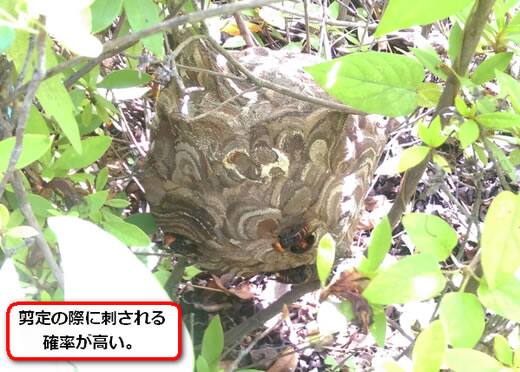 低木スズメバチ巣
