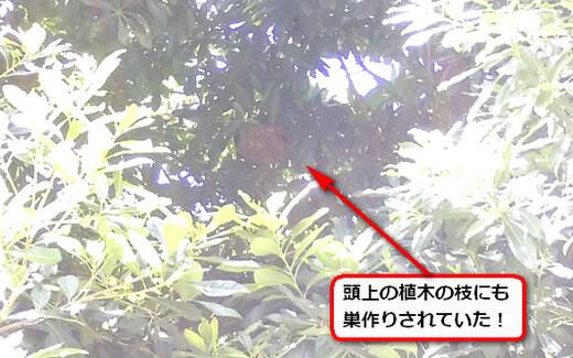 植木枝蜂の巣