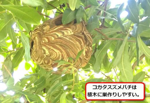 植木高所蜂の巣
