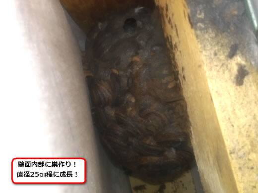 キイロスズメバチの巣駆除