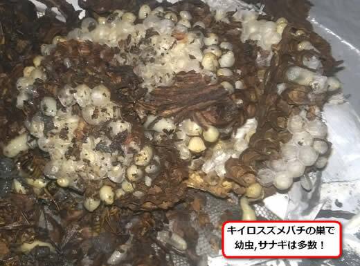 キイロスズメバチの巣内部