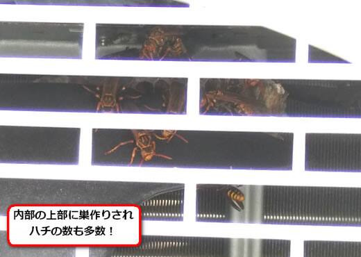 セグロアシナガバチの巣駆除