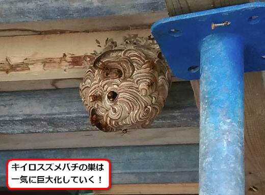 キイロスズメバチの巣駆除