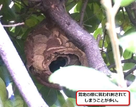 コガタスズメバチの巣駆除