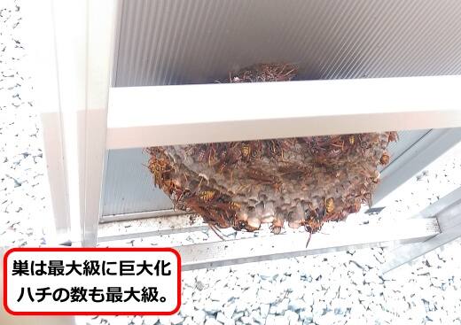 扉アシナガバチ巣