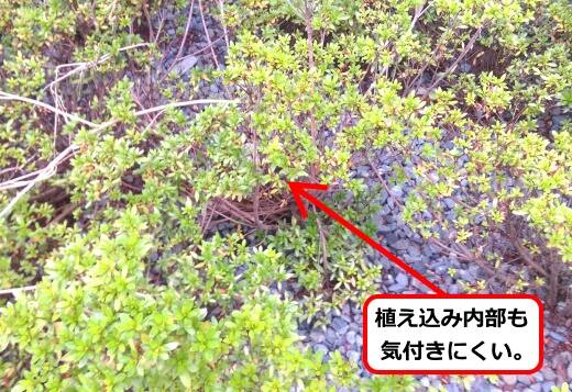 植え込み蜂の巣