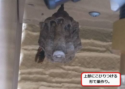 アシナガバチ巣給湯器