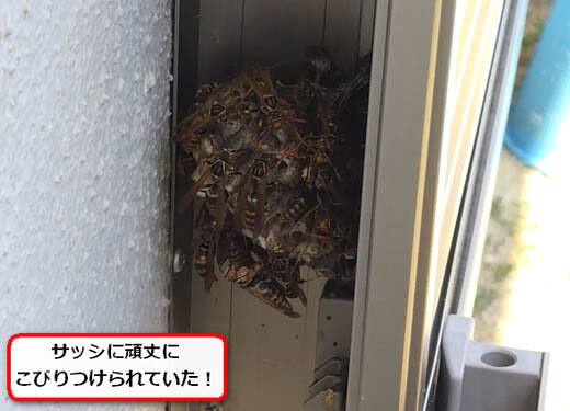 セグロアシナガバチの巣駆除