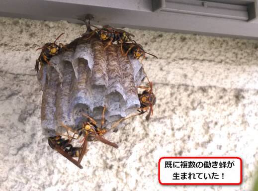 アシナガバチ巣窓サッシ
