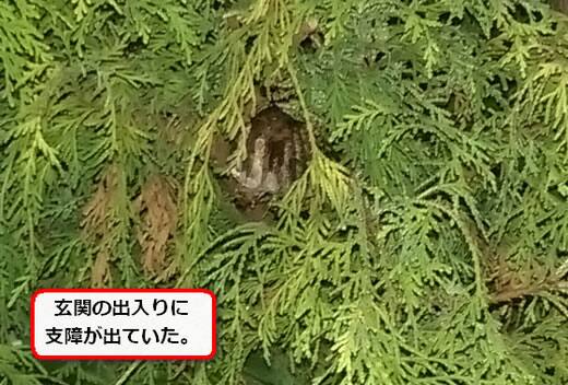 アシナガバチ巣植栽