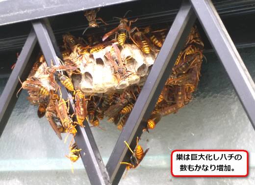 アシナガバチ巣窓格子