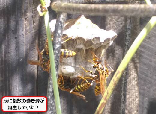 アシナガバチ巣駆除つる支柱