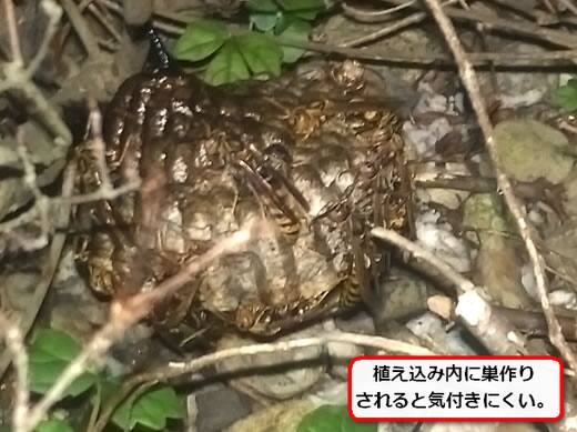 セグロアシナガバチの巣駆除