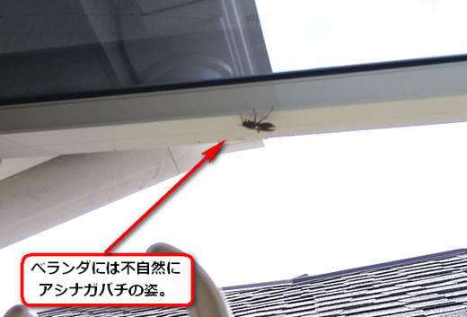アシナガバチ女王蜂