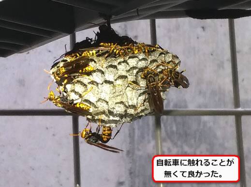 蜂の巣チャイルドシート