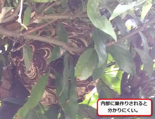 スズメバチ巣庭木