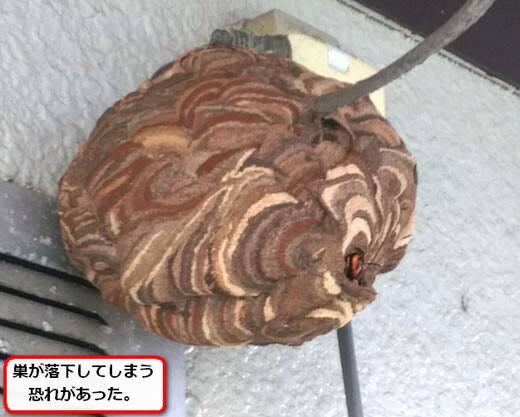 コガタスズメバチの巣駆除