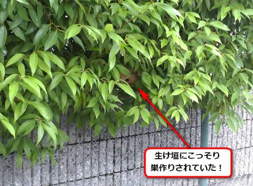 スズメバチ駆除生け垣