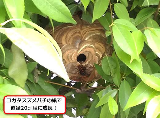 コガタスズメバチの巣駆除