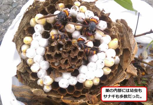 コガタスズメバチの巣内部