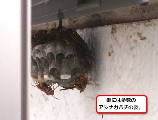 セグロアシナガバチの巣駆除