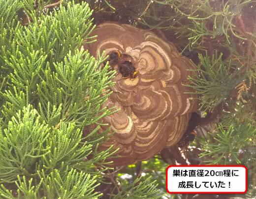 コガタスズメバチの巣駆除
