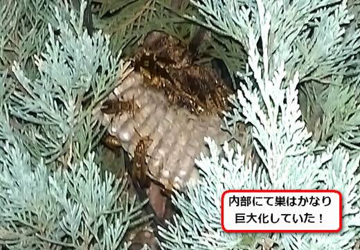セグロアシナガバチの巣駆除