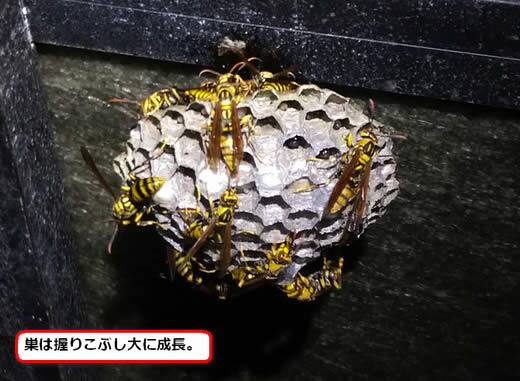 キアシナガバチの巣駆除