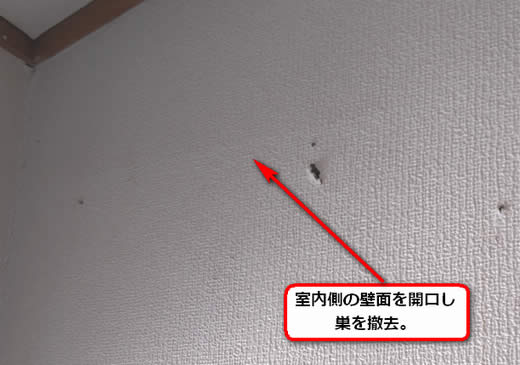スズメバチ駆除壁内部