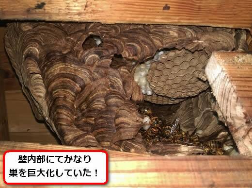 キイロスズメバチの巣駆除