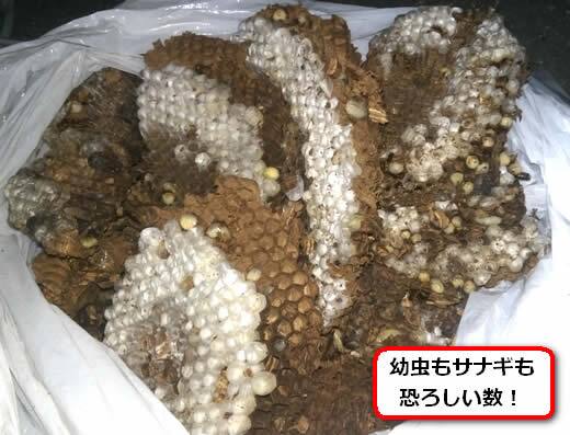 キイロスズメバチの巣内部