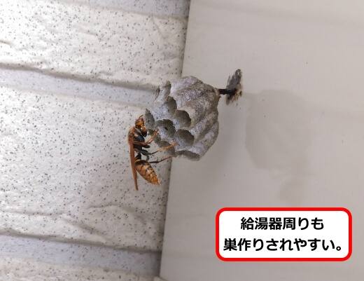 給湯器側面蜂の巣