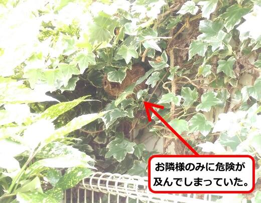 7月25日スズメバチ
