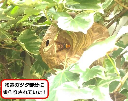 蔦スズメバチ巣