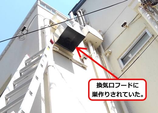 9月8日アシナガバチ