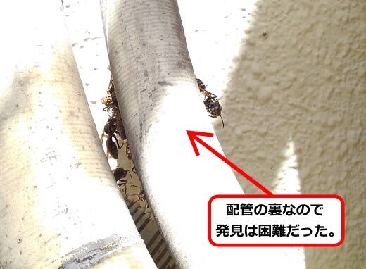 配管裏蜂の巣