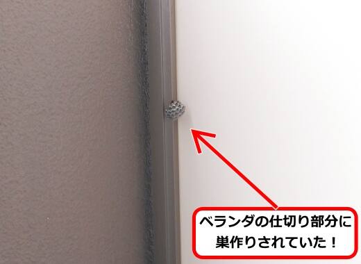 5月11日アシナガバチ