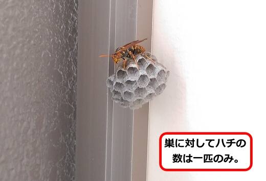 避難用扉蜂の巣