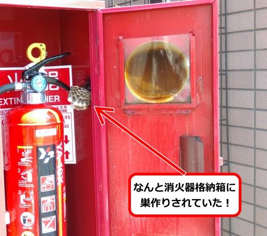 7月7日アシナガバチ