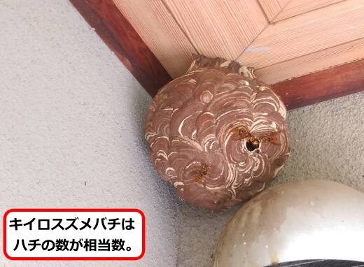 軒スズメバチ巣